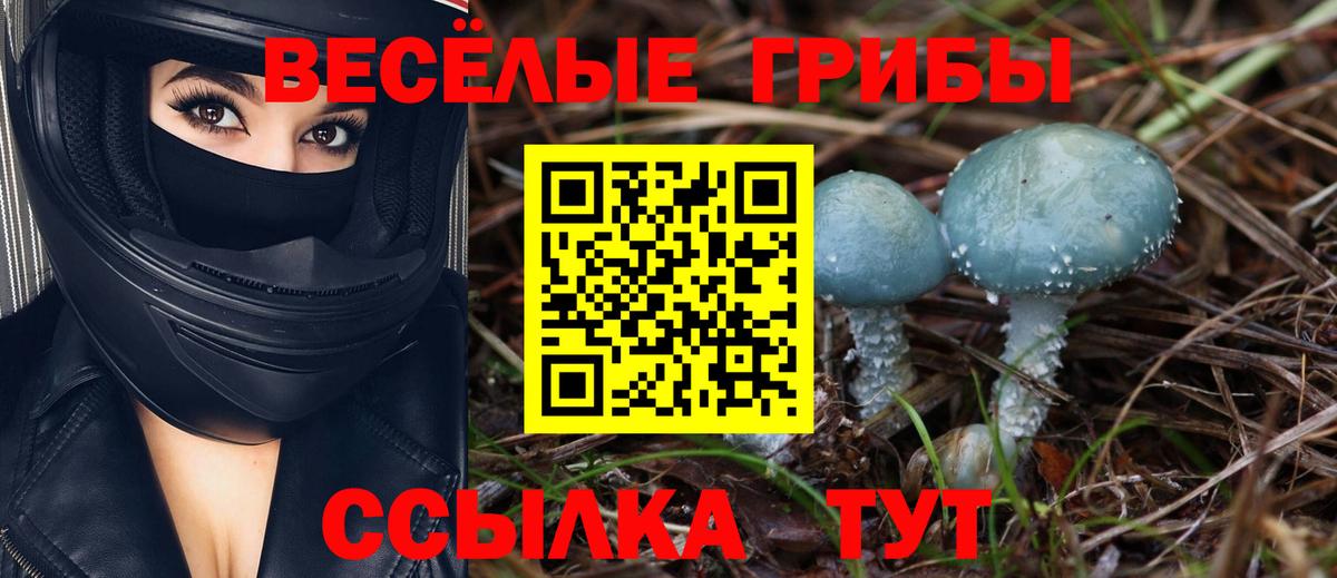 Псилоцибиновые грибы Psilocybine cubensis Буйнакск
